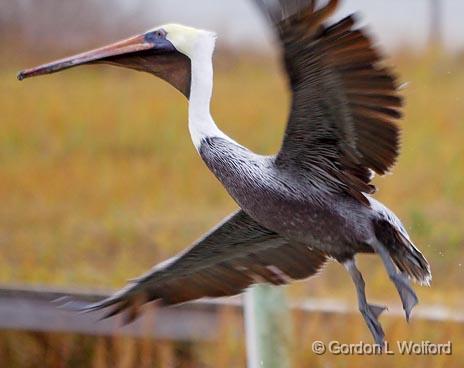 Pelican Taking Wing_31334.jpg - Brown Pelican (Pelecanus occidentalis) photographed along the Gulf coast near Port Lavaca, Texas, USA.